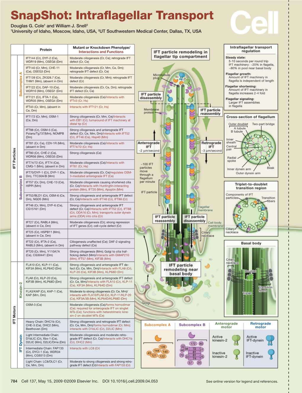 Snapshot: Intraflagellar Transport Douglas G