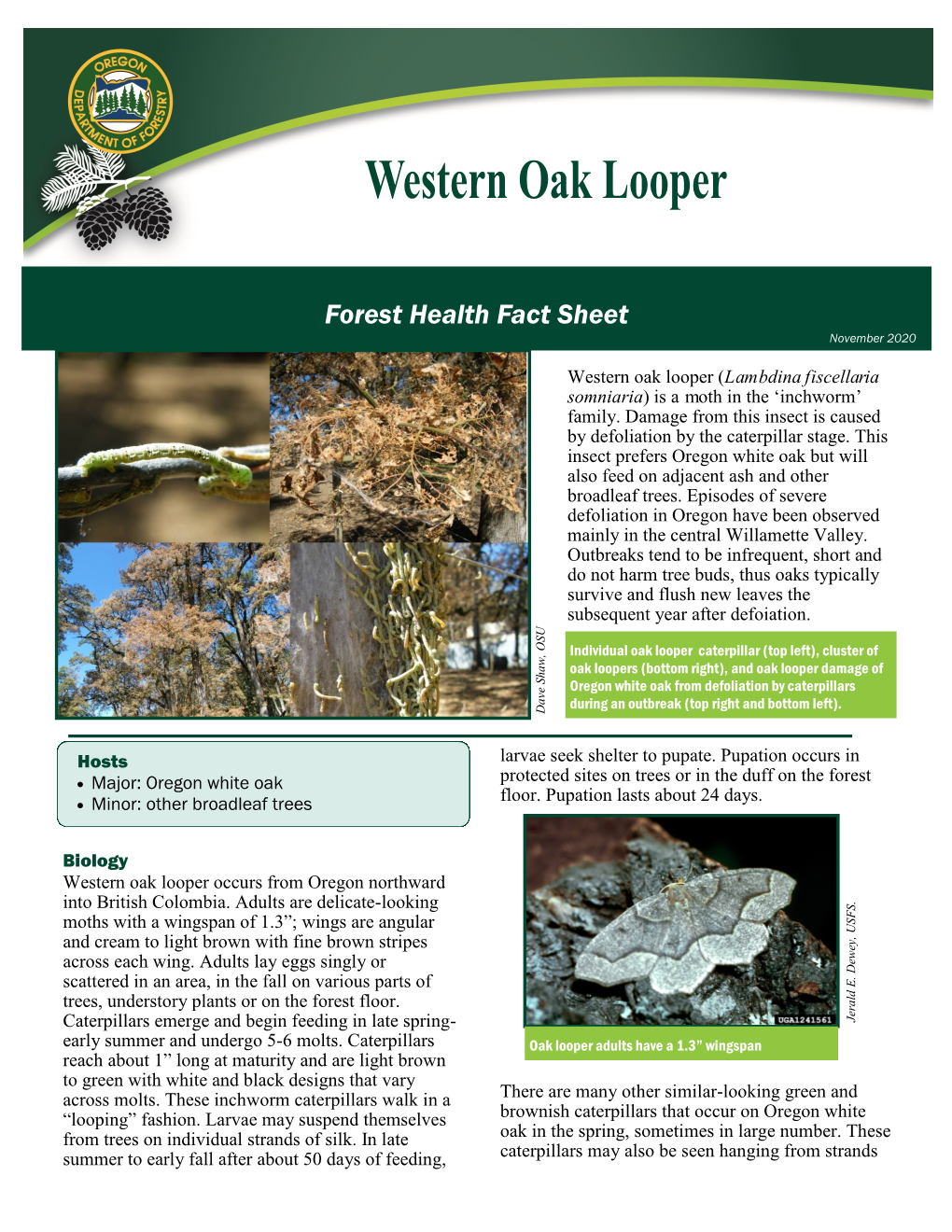 Western Oak Looper (Lambdina Fiscellaria Somniaria) Is a Moth in the ‘Inchworm’ Family