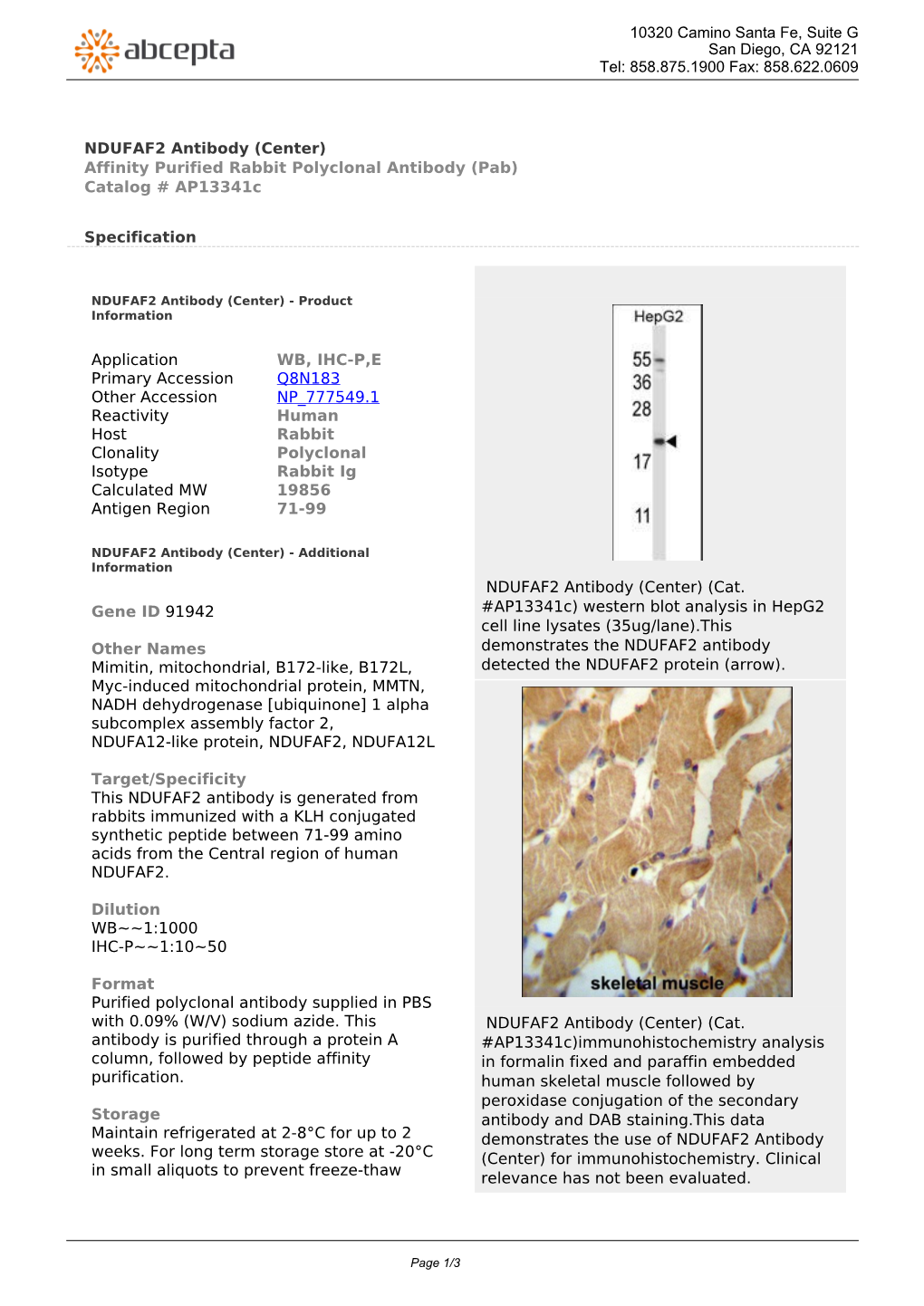 NDUFAF2 Antibody (Center) Affinity Purified Rabbit Polyclonal Antibody (Pab) Catalog # Ap13341c