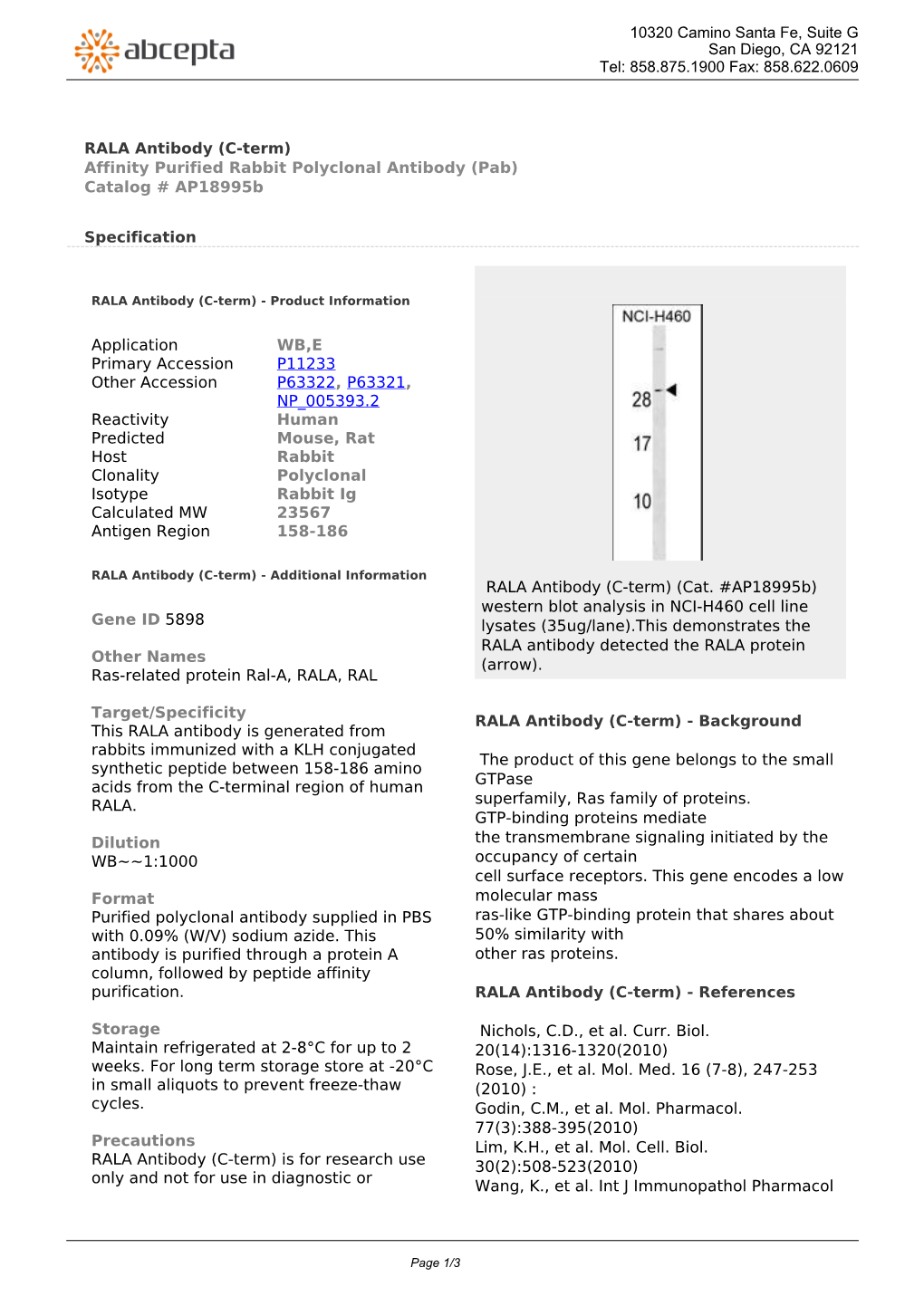 RALA Antibody (C-Term) Affinity Purified Rabbit Polyclonal Antibody (Pab) Catalog # Ap18995b