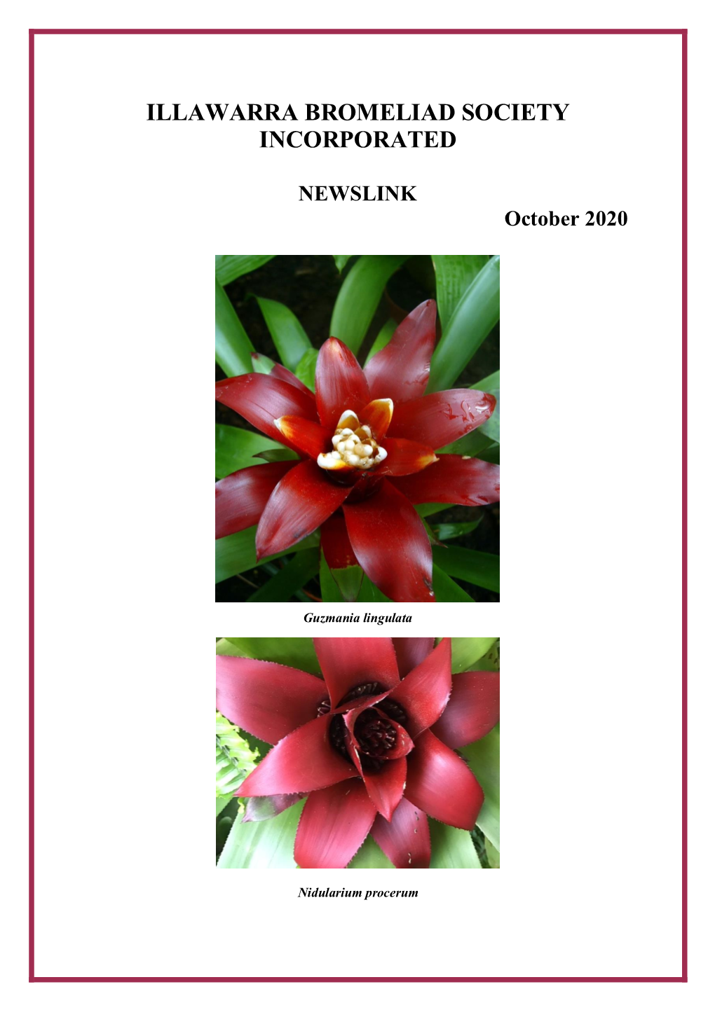 Illawarra Bromeliad Society Incorporated