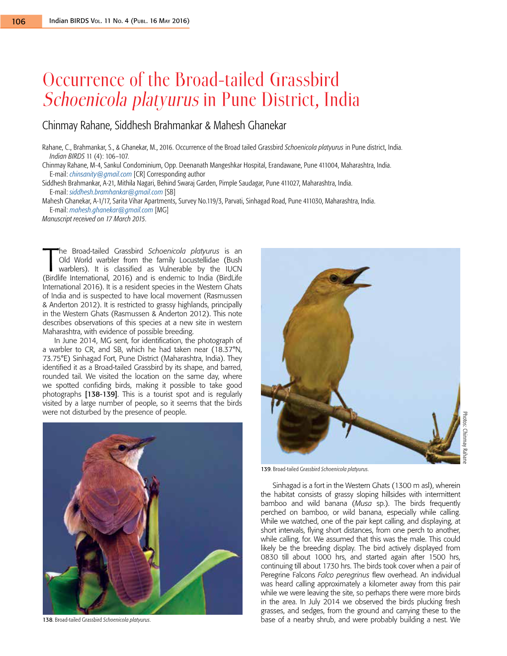 Occurrence of the Broad-Tailed Grassbird Schoenicola Platyurus in Pune District, India Chinmay Rahane, Siddhesh Brahmankar & Mahesh Ghanekar