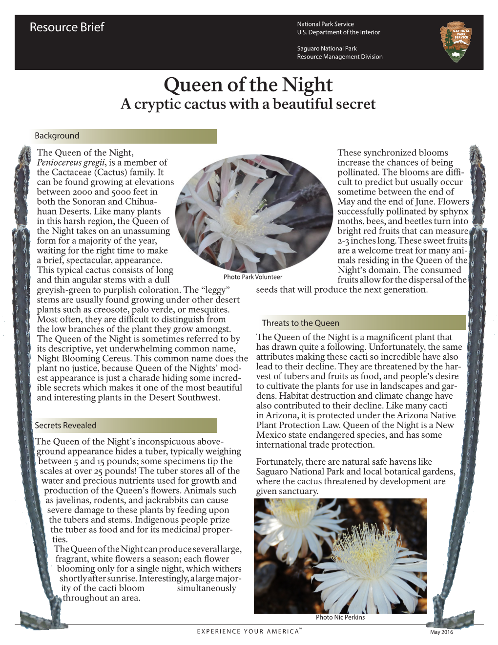 Queen of the Night a Cryptic Cactus with a Beautiful Secret
