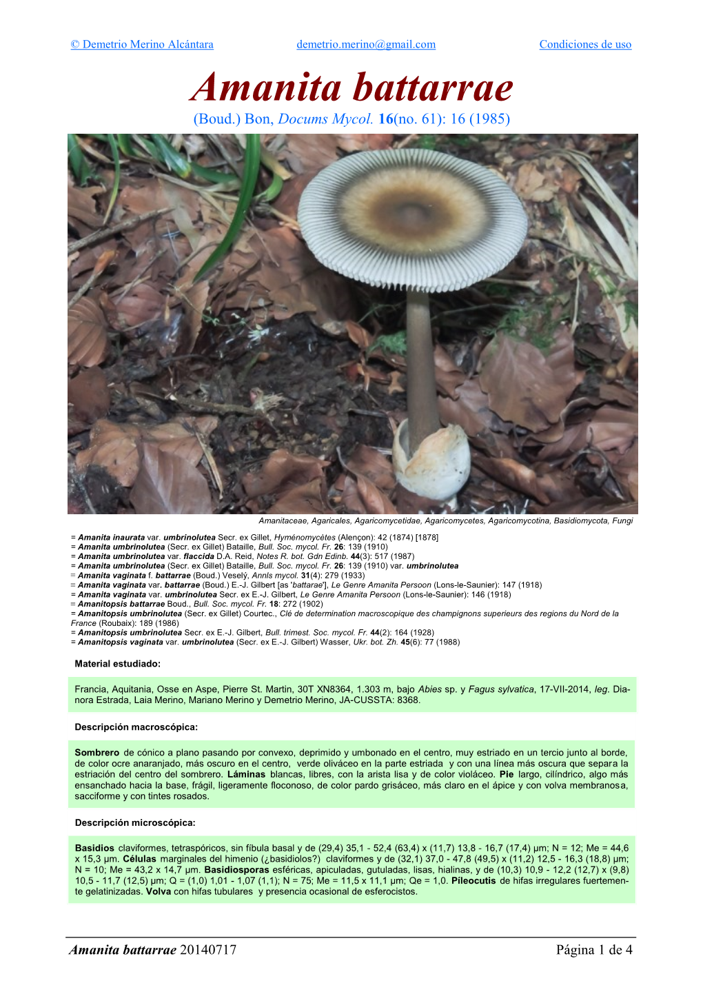 Amanita Battarrae (Boud.) Bon, Docums Mycol