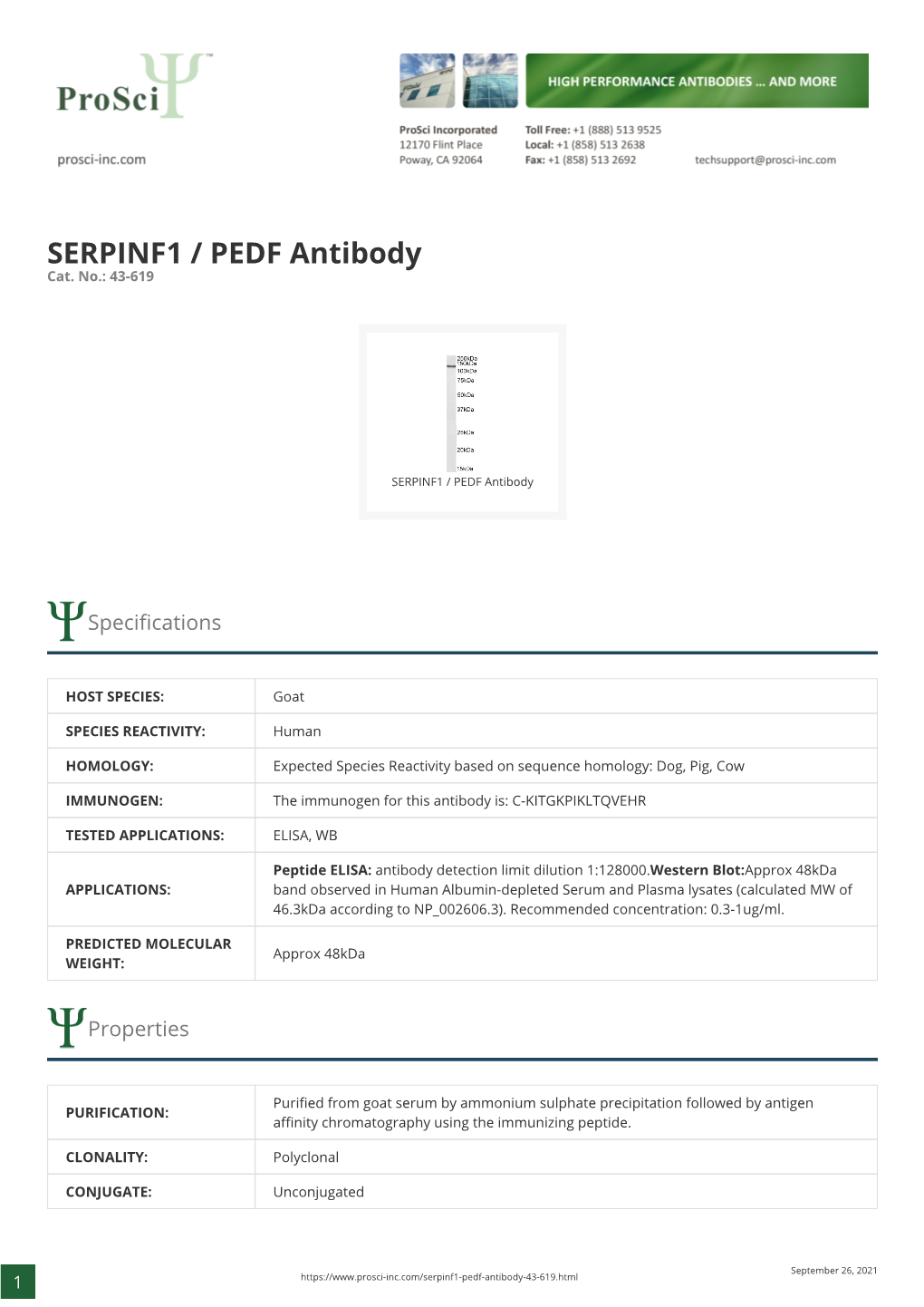 SERPINF1 / PEDF Antibody Cat