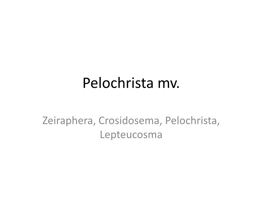 Zeiraphera, Crosidosema, Pelochrista, Lepteucosma Zeiraphera Griseana (Hb.) = Dineana (Gn.) 4882