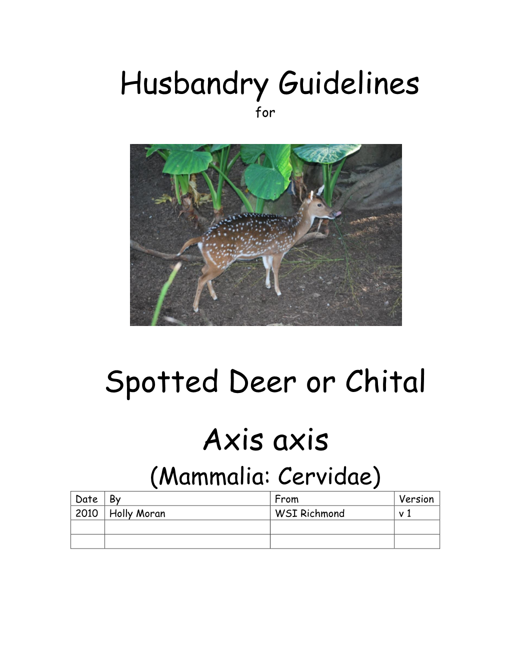 Spotted Deer Axis Axis