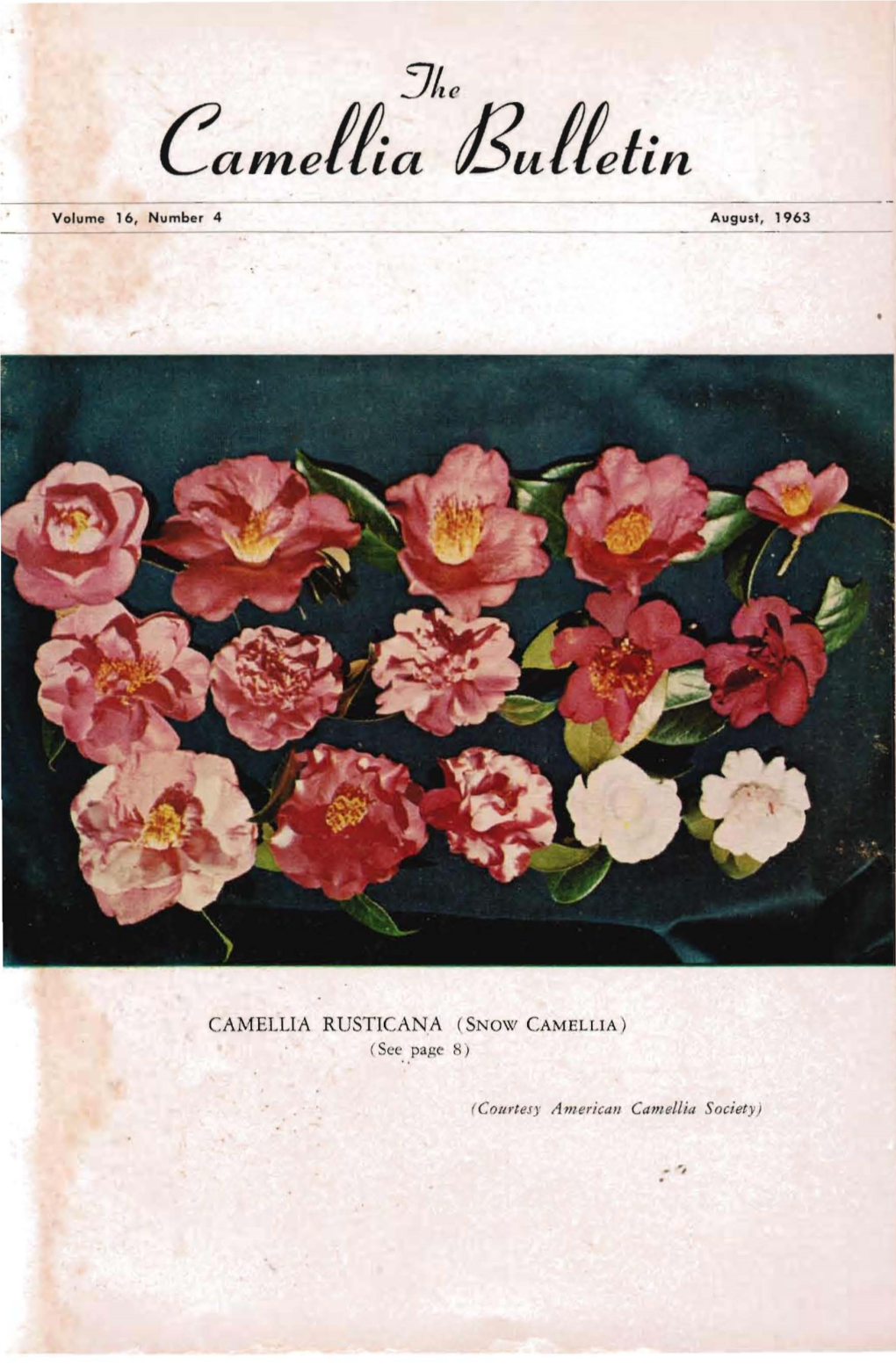 CAMELLIA RUSTICANA (SNOW CAMELLIA) (See Page 8)