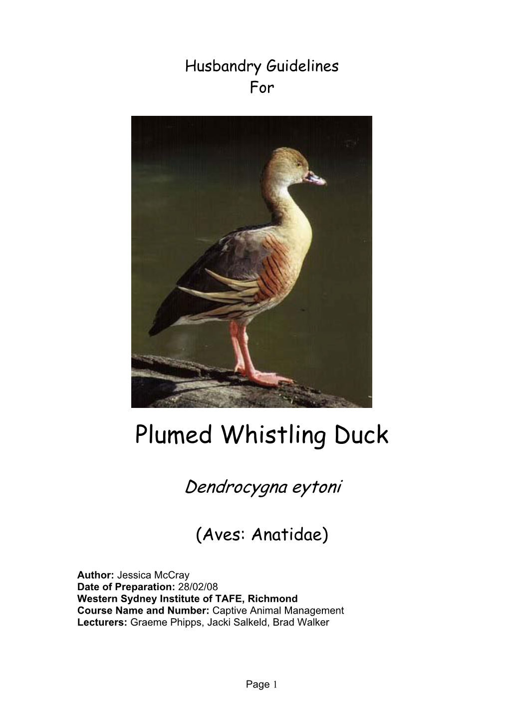 Plumed Whistling Duc