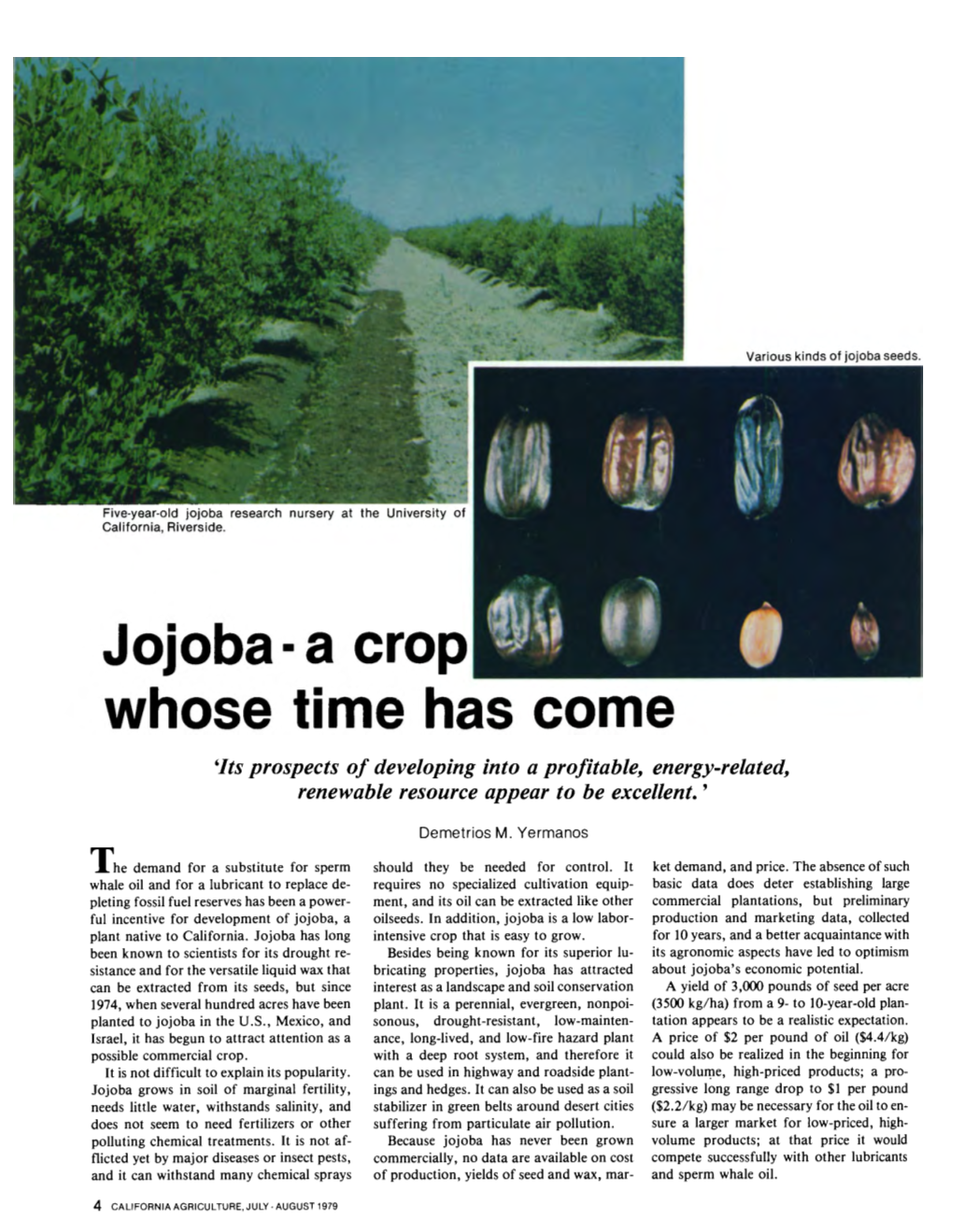 Jojoba-A Crop Whose Time Has Come