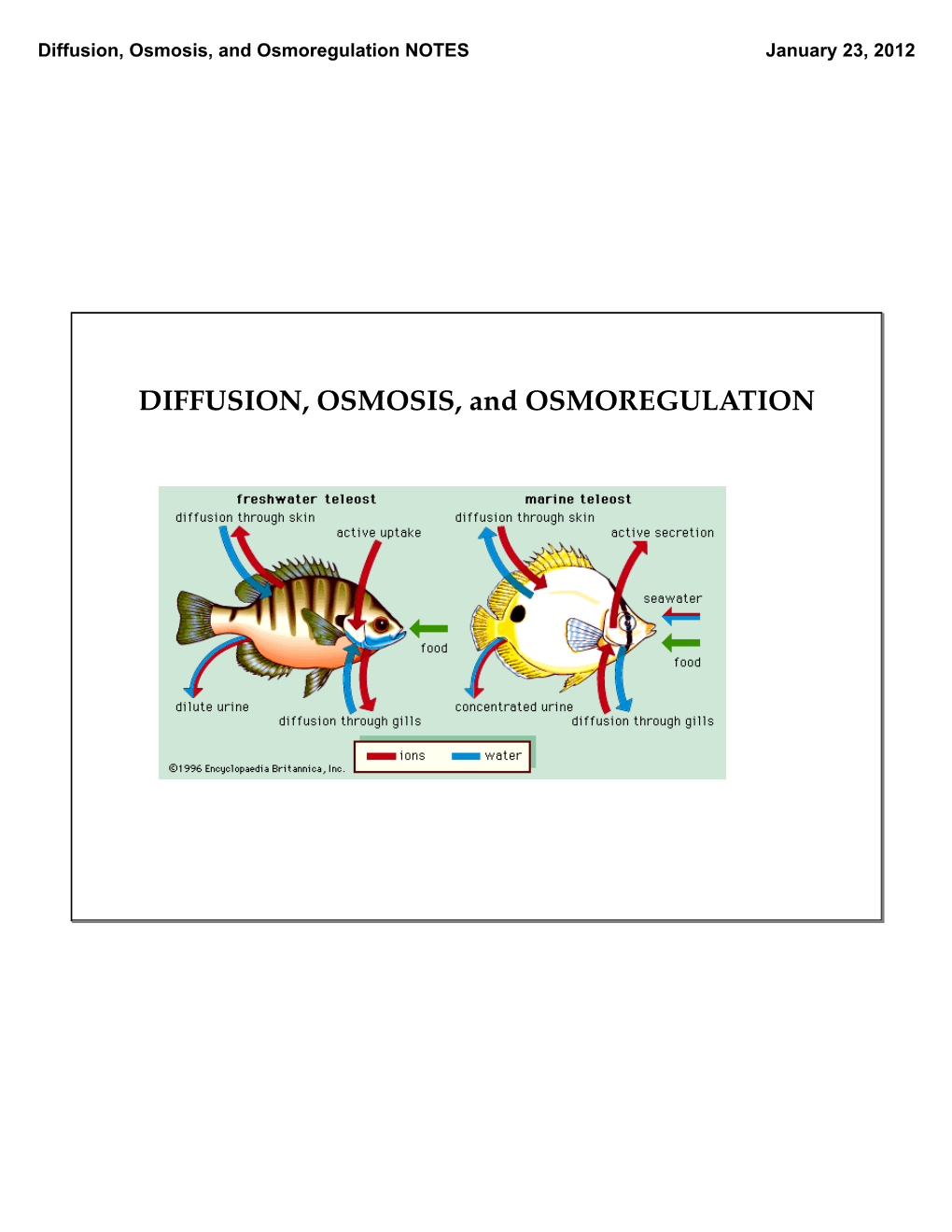 Diffusion, Osmosis, and Osmoregulation NOTES January 23, 2012