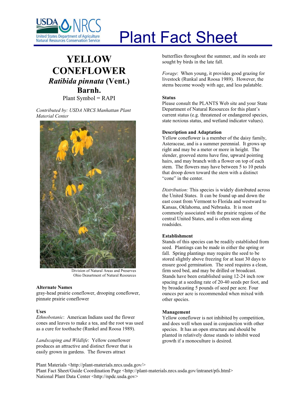 Yellow Coneflower Is a Member of the Daisy Family, Asteraceae, and Is a Summer Perennial