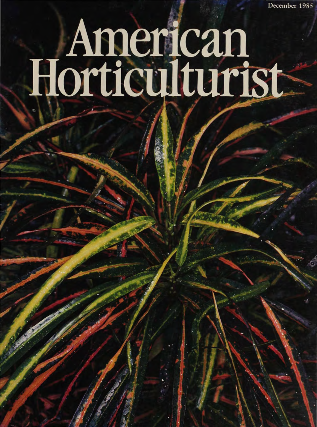Succulent Geraniums by Helene S