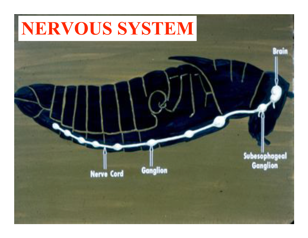 NERVOUS SYSTEM Differences Between the Human and Insect Nervous Systems HUMAN INSECT 1