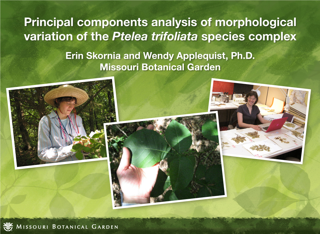 Ptelea Trifoliata Species Complex Erin Skornia and Wendy Applequist, Ph.D