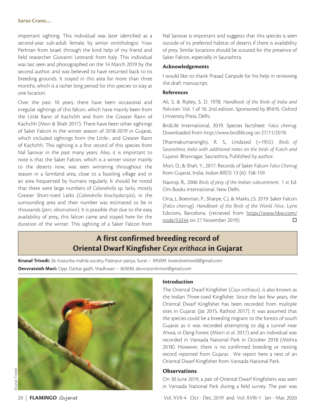 A First Confirmed Breeding Record of Oriental Dwarf Kingfisher Ceyx Erithaca in Gujarat