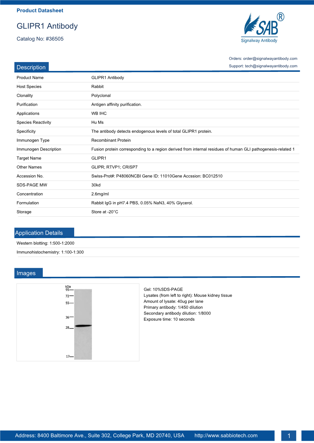 GLIPR1 Antibody