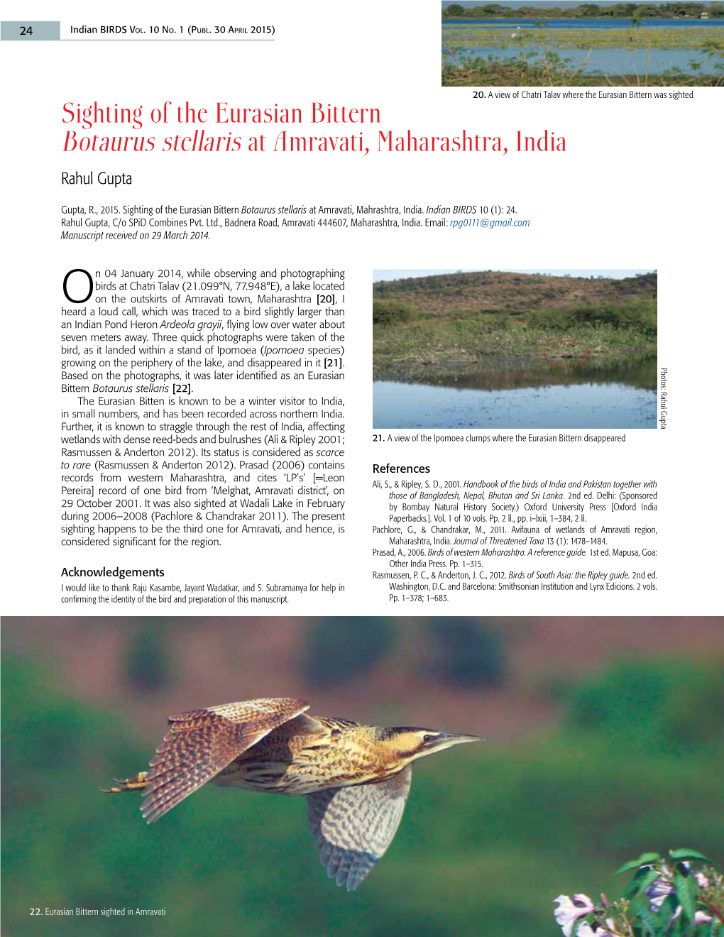 Sighting of the Eurasian Bittern Botaurus Stellaris at Amravati, Maharashtra, India Rahul Gupta