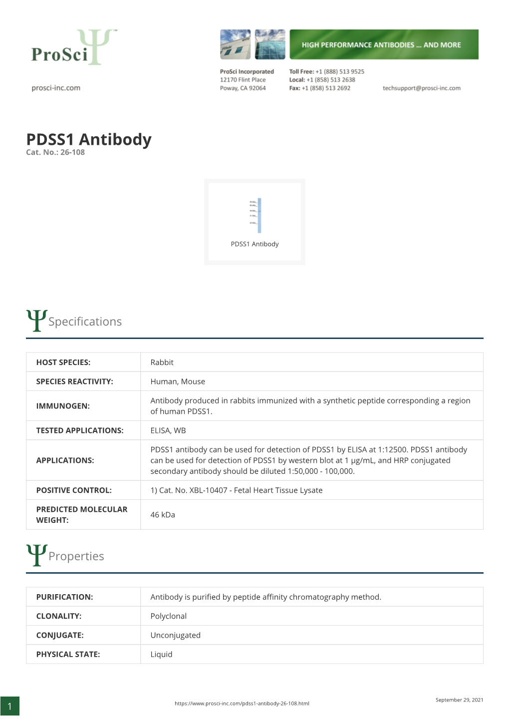 PDSS1 Antibody Cat
