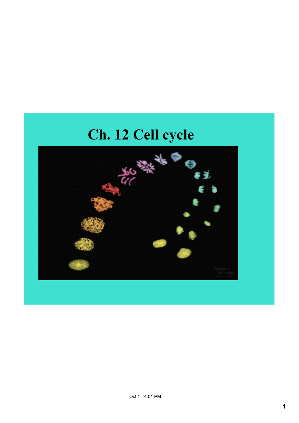 Ch. 12 Cell Cycle