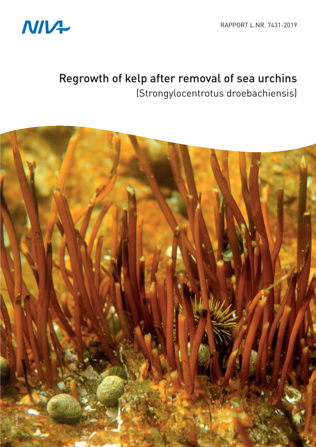 Regrowth of Kelp After Removal of Sea Urchins (Strongylocentrotus