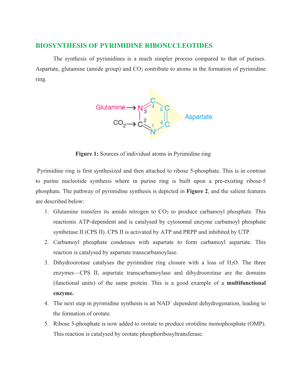 Biosynthesis of Pyrimidine Ribonucleotides