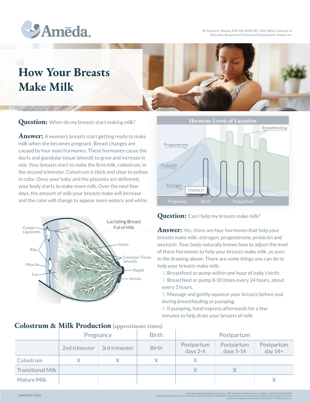 How Your Breasts Make Milk