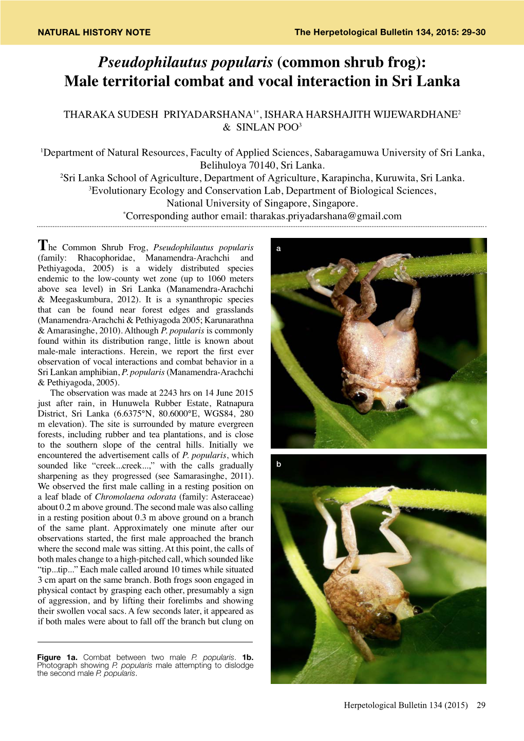 Pseudophilautus Popularis (Common Shrub Frog): Male Territorial Combat and Vocal Interaction in Sri Lanka