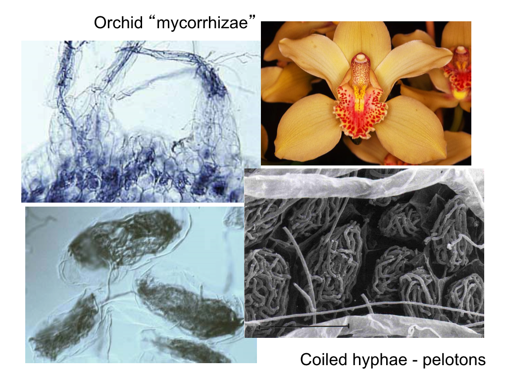 Orchid “Mycorrhizae”