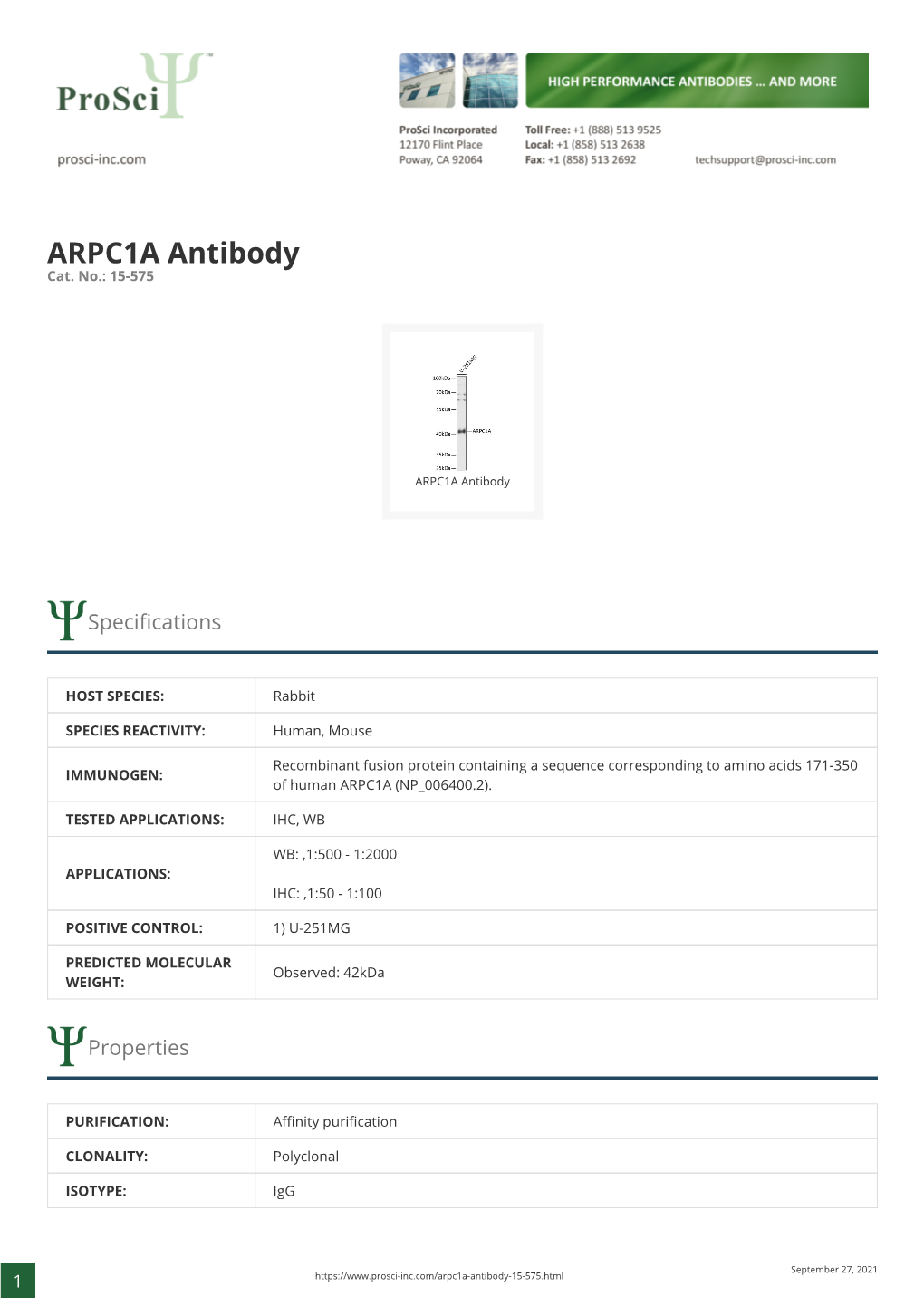 ARPC1A Antibody Cat