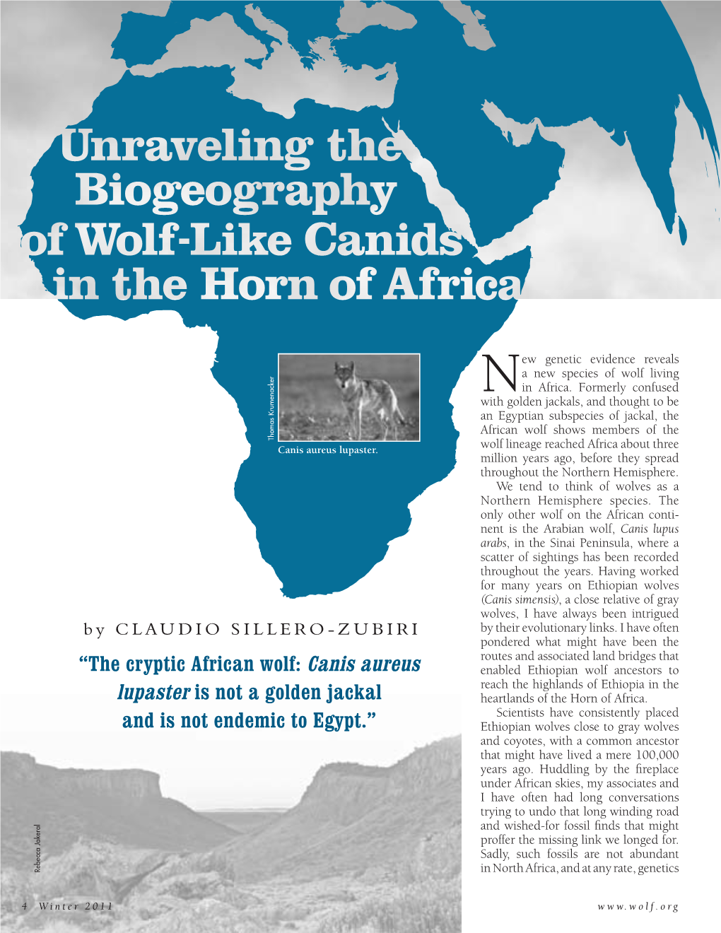 “The Cryptic African Wolf: Canis Aureus Lupaster Is Not a Golden Jackal And