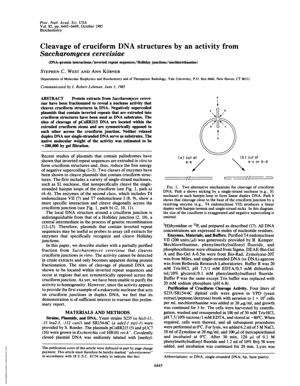 Cleavage of Cruciform DNA Structures by an Activity From