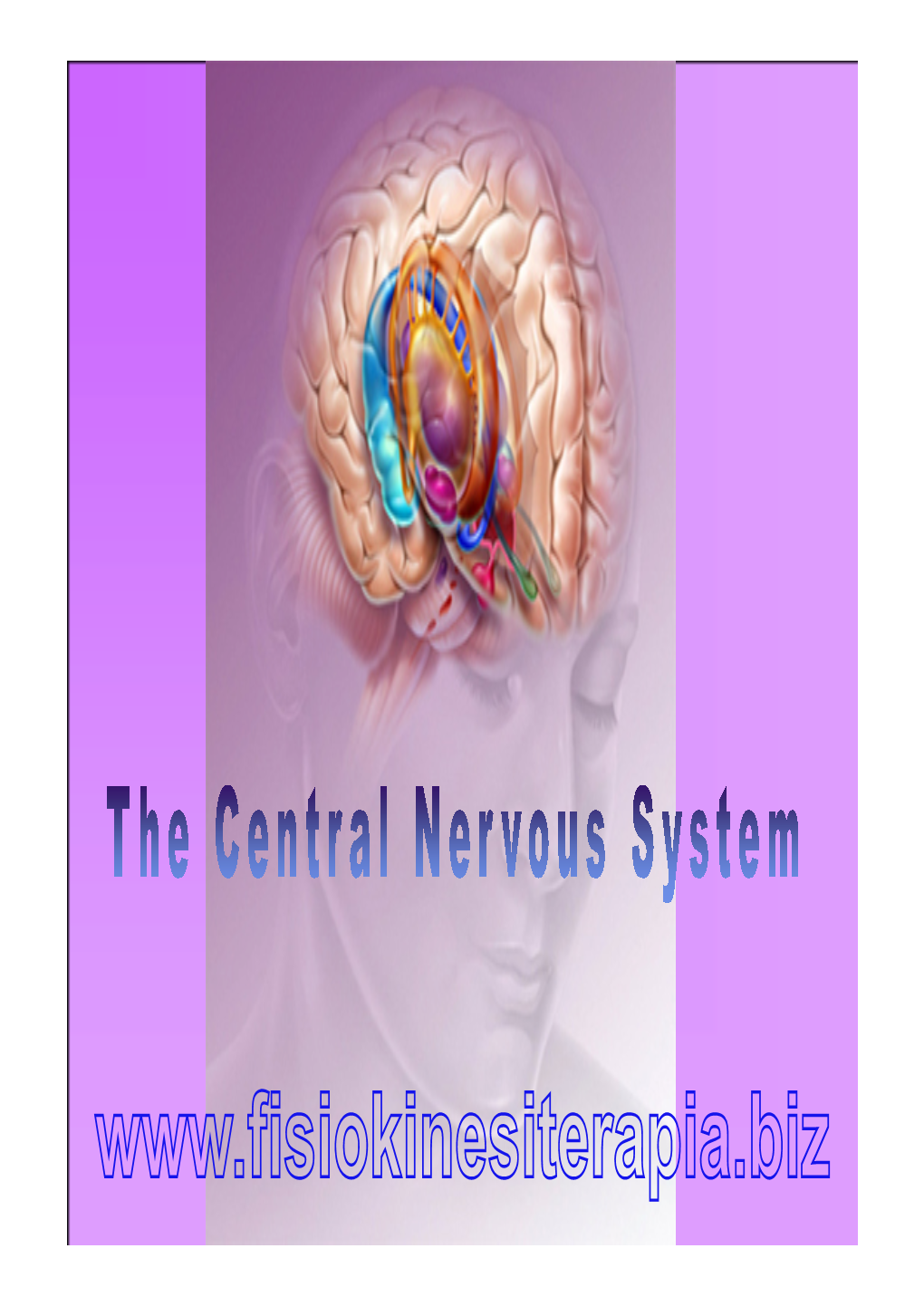 Pons Brain Stem: Midbrain Diencephalon