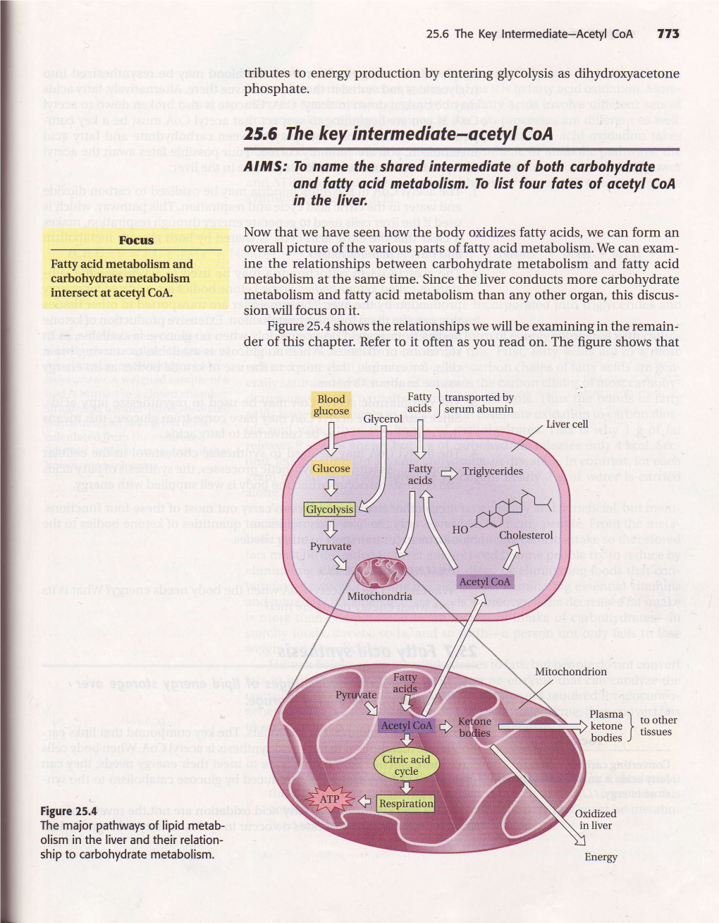 25.6 the Key Intermediote-Acetyl