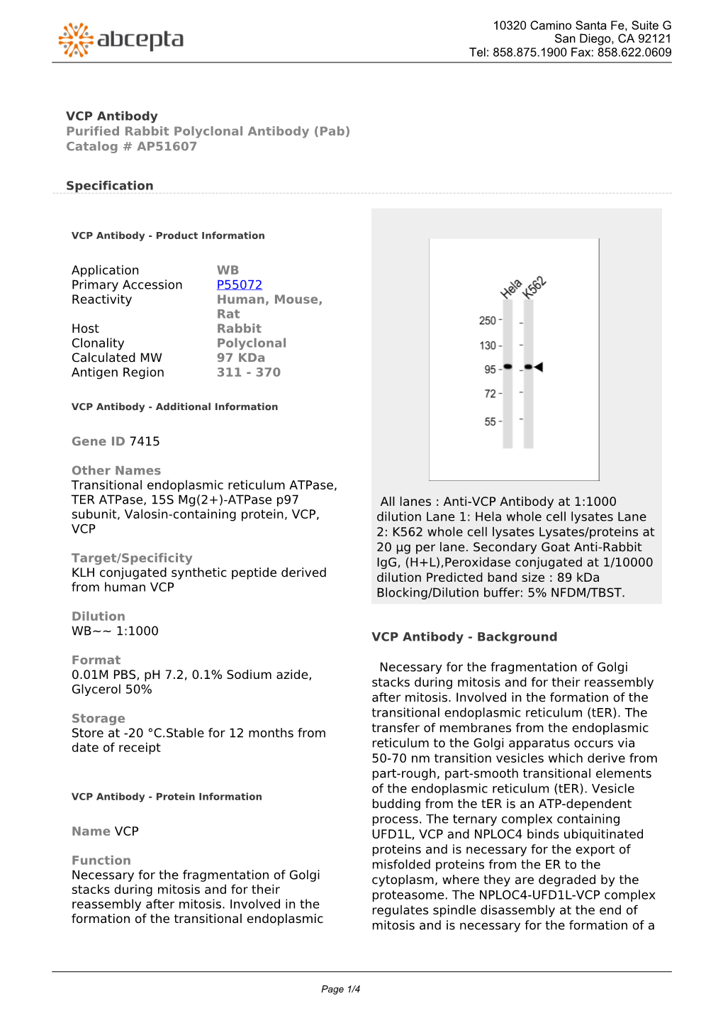 VCP Antibody Purified Rabbit Polyclonal Antibody (Pab) Catalog # AP51607