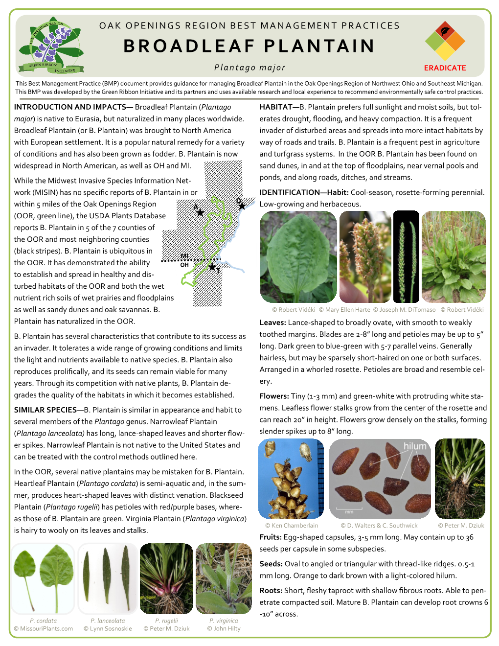 BROADLEAF PLANTAIN Plantago Major ERADICATE