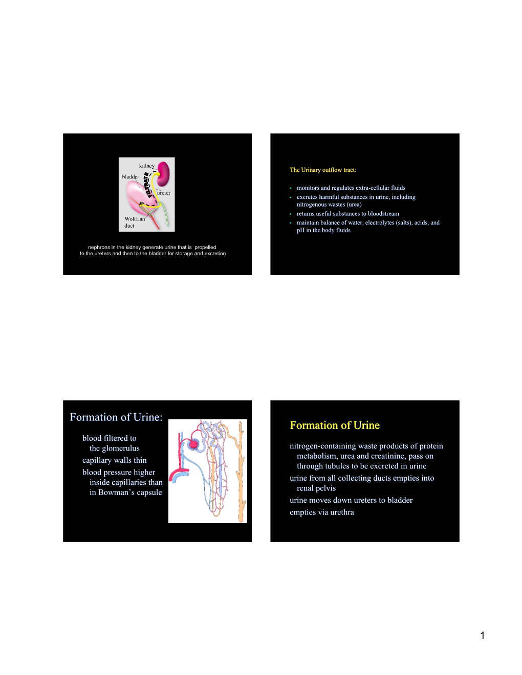 Formation of Urine