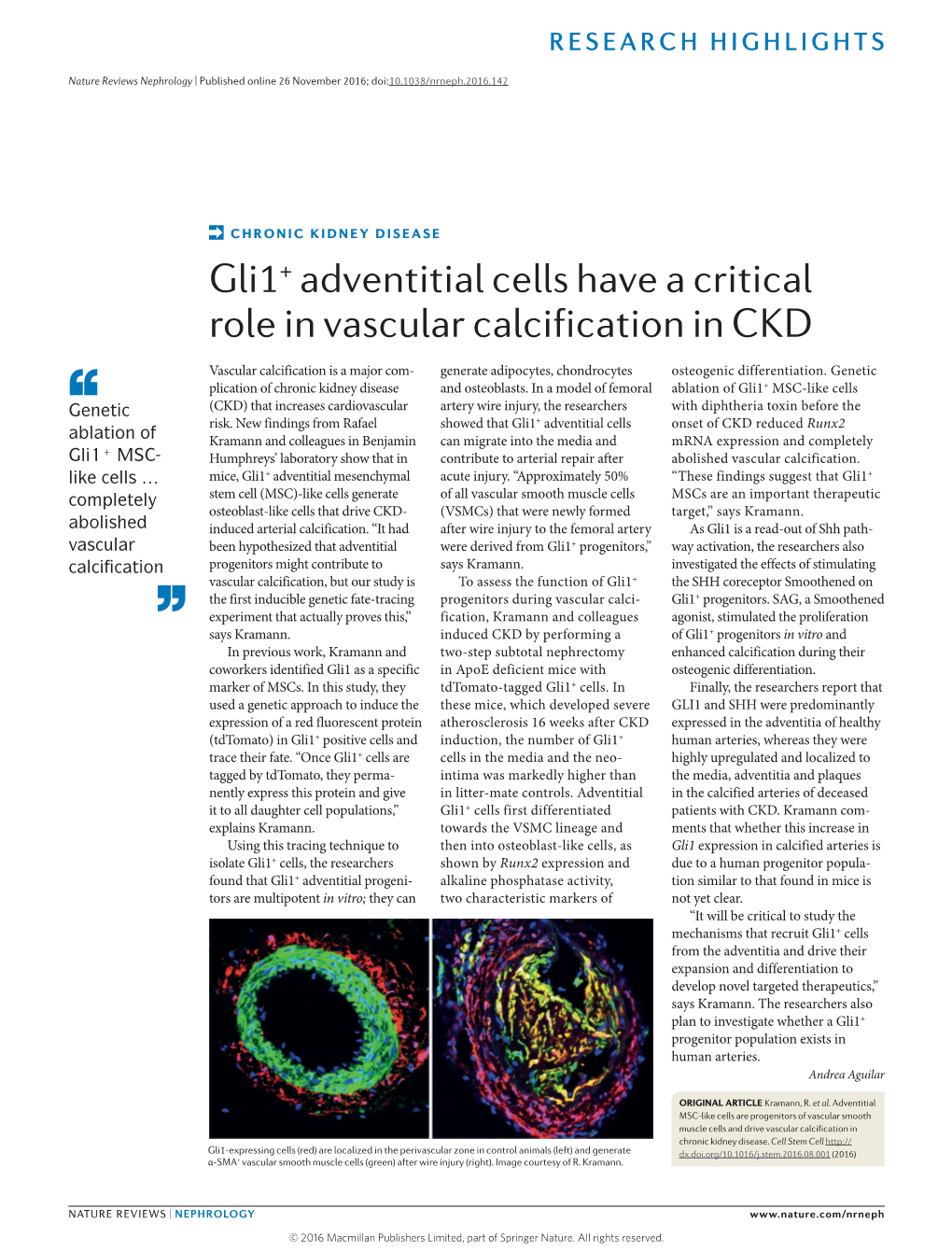 Gli1+ Adventitial Cells Have a Critical Role in Vascular Calcification in CKD
