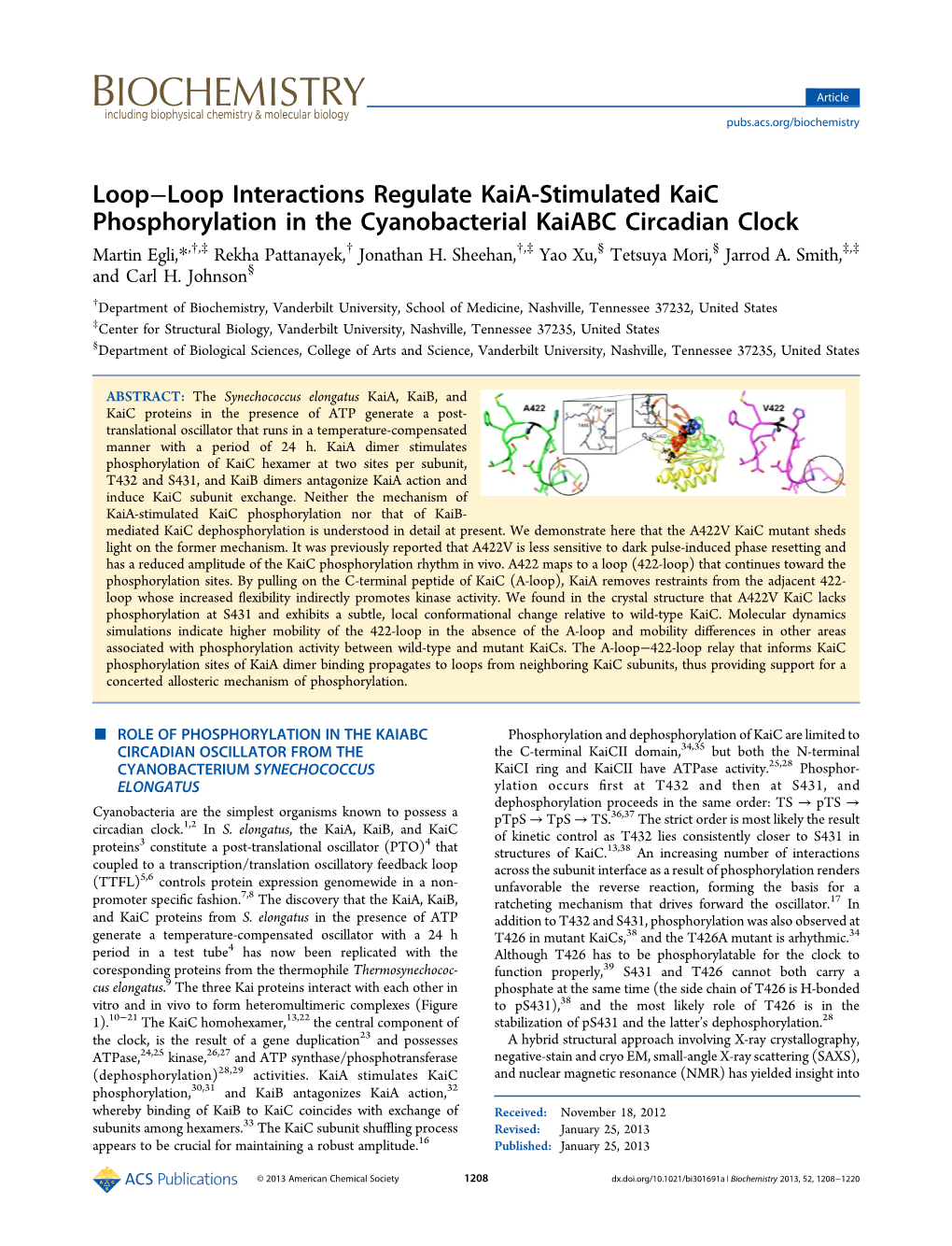 Loop−Loop Interactions Regulate Kaia-Stimulated Kaic