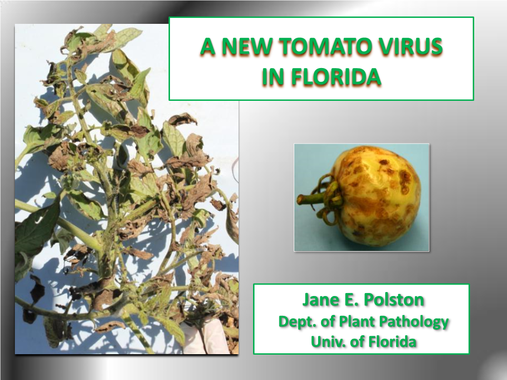 A New Tomato Virus in Florida