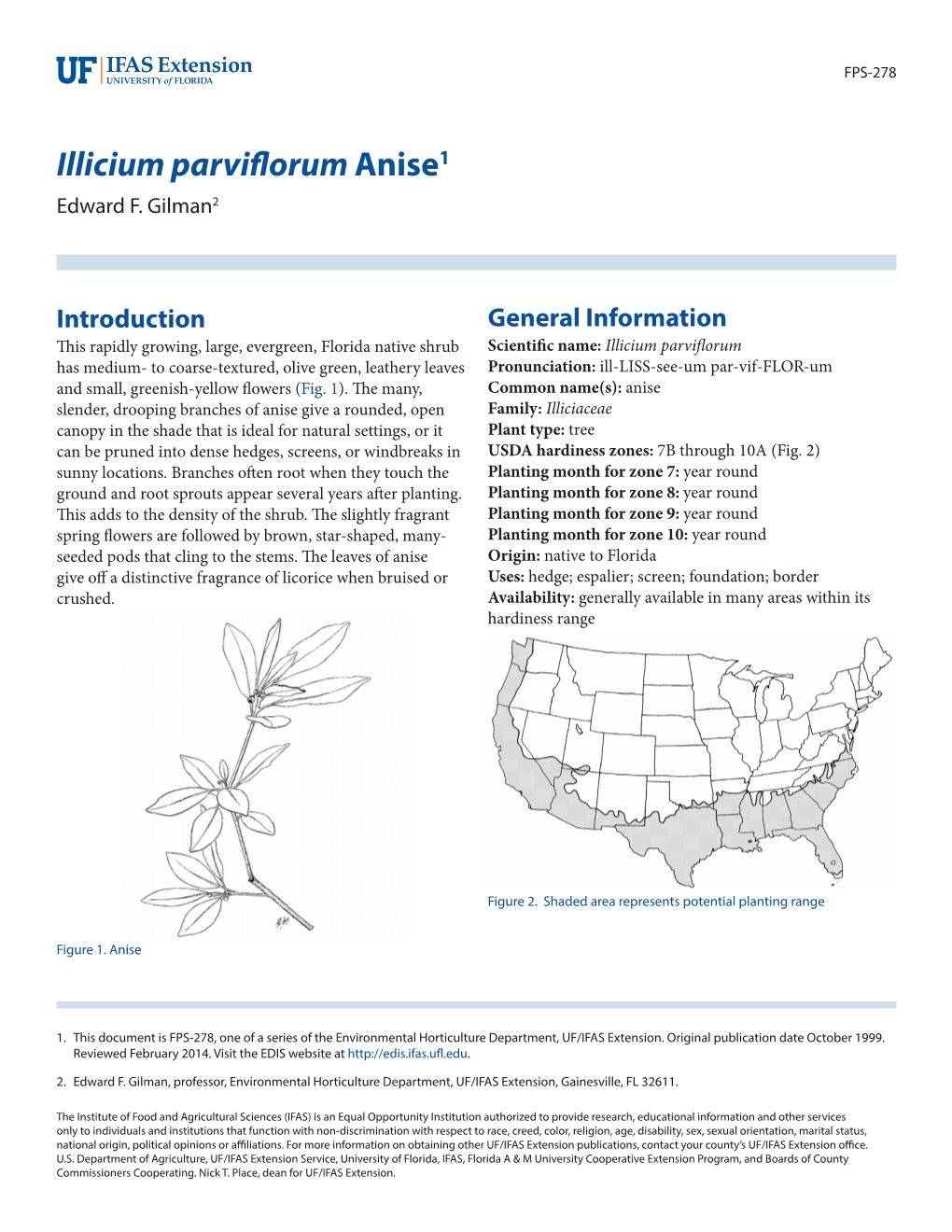 Illicium Parviflorum Anise1