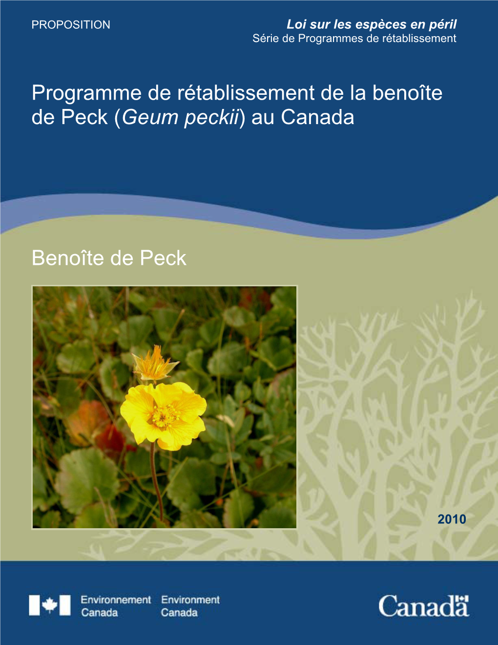 Benoîte De Peck (Geum Peckii) Au Canada