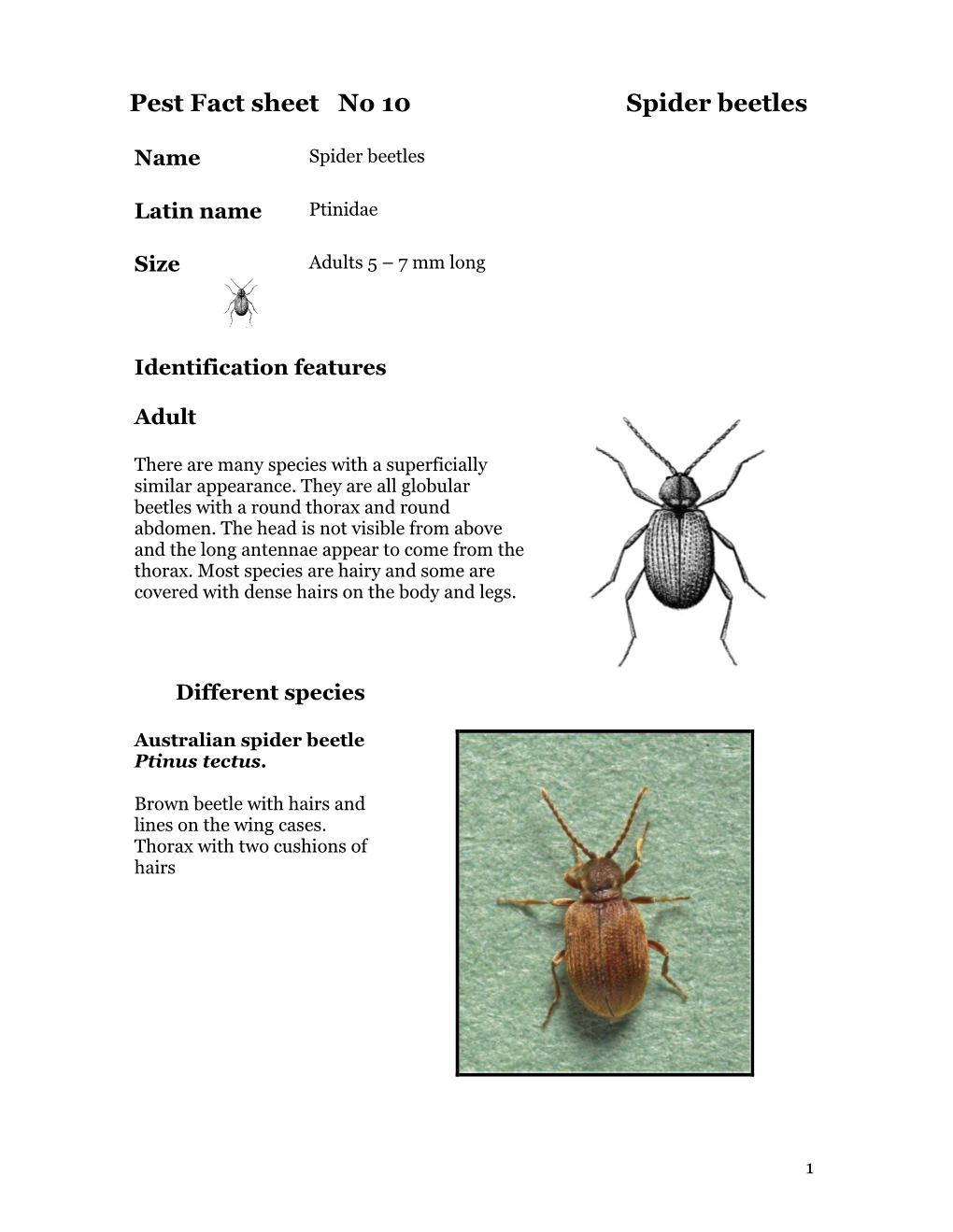 Pest Fact Sheet No 10 Spider Beetles