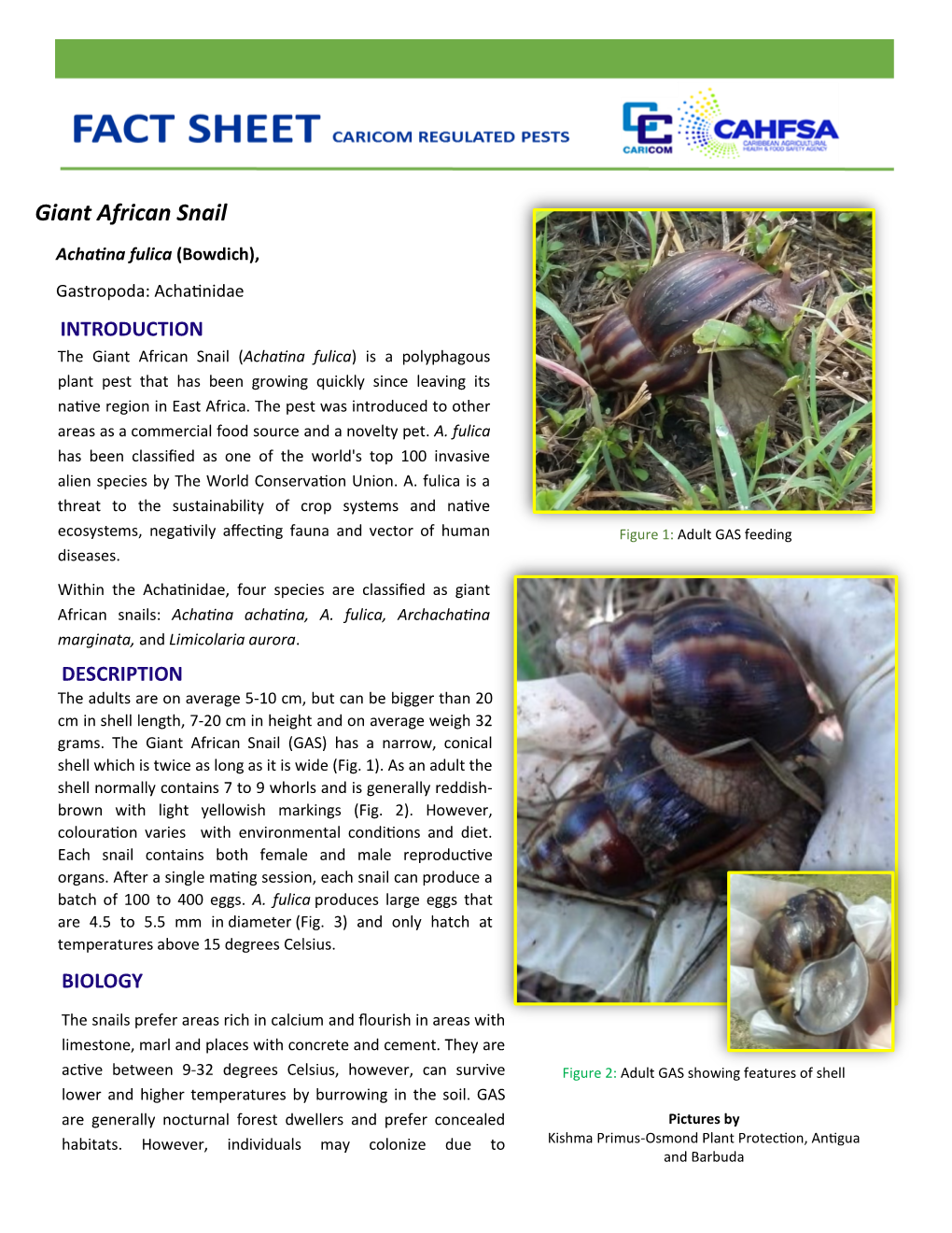 Giant African Snail.Pdf