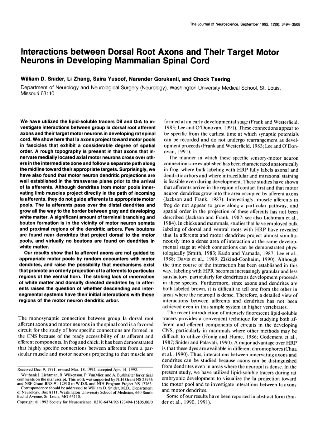 Interactions Between Dorsal Root Axons and Their Target Motor Neurons in Developing Mammalian Spinal Cord