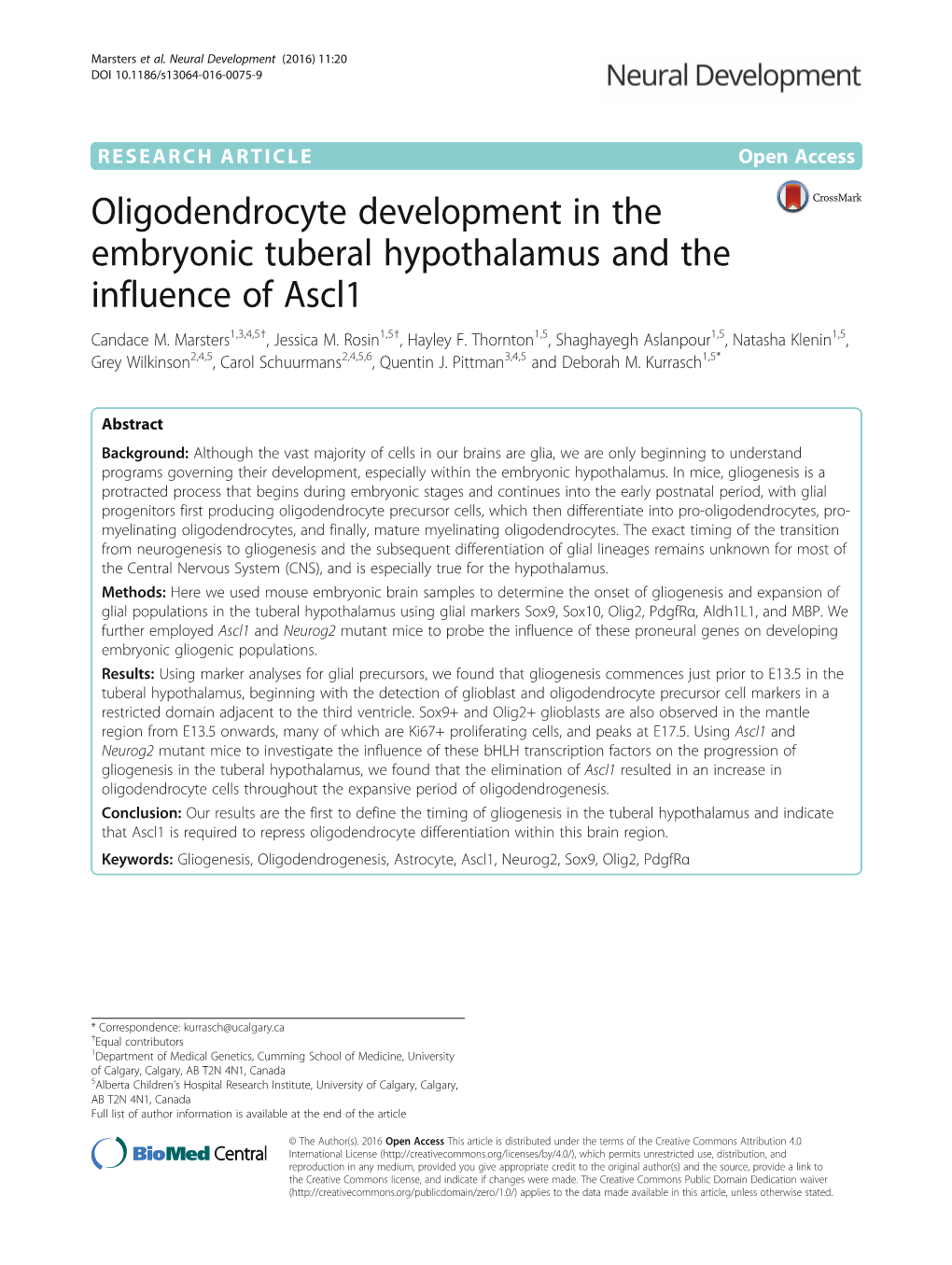 Oligodendrocyte Development in the Embryonic Tuberal Hypothalamus and the Influence of Ascl1 Candace M