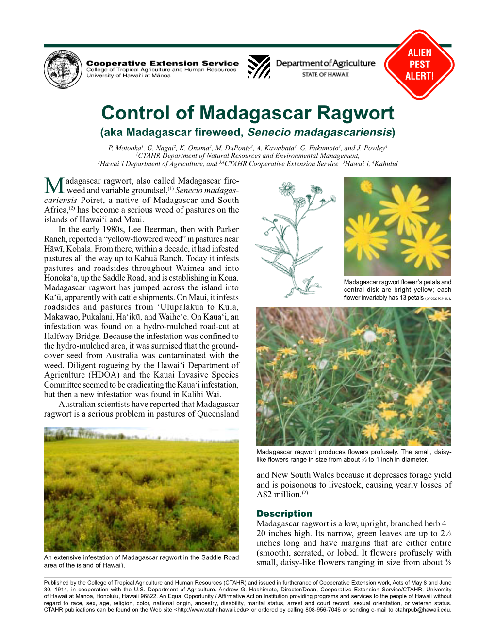 Control of Madagascar Ragwort (Aka Madagascar Fireweed, Senecio Madagascariensis) P