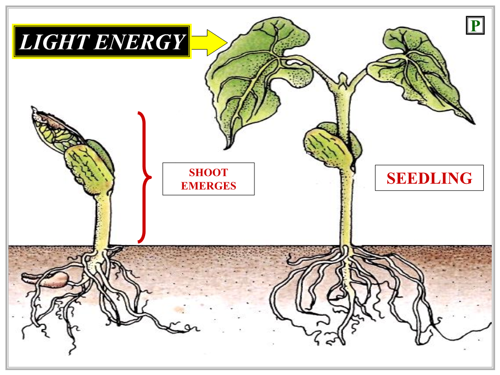 Light Energy