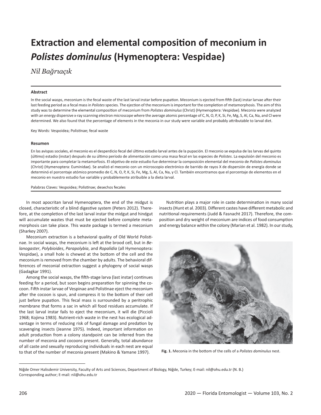 Extraction and Elemental Composition of Meconium in Polistes Dominulus (Hymenoptera: Vespidae)