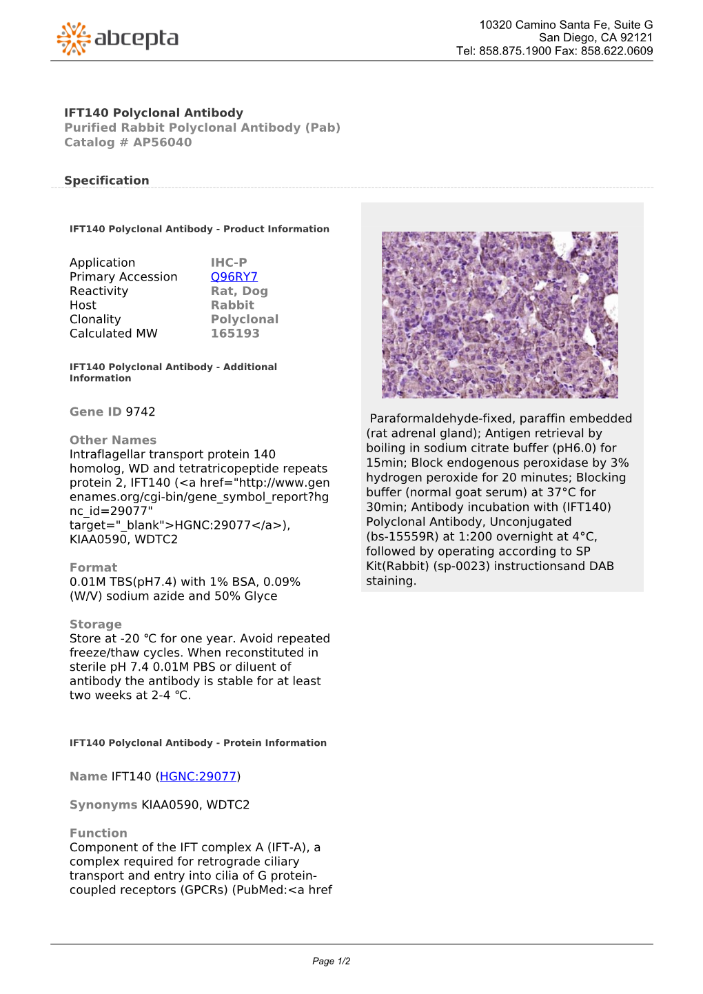 IFT140 Polyclonal Antibody Purified Rabbit Polyclonal Antibody (Pab) Catalog # AP56040